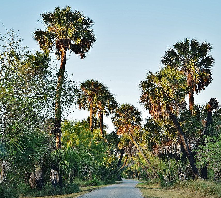 Sabel Palm Sanctuary in Brownsville, TX